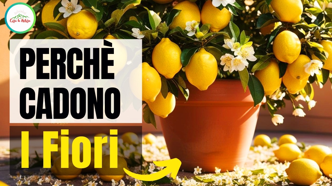 Risolvi IL Problema - Perchè Cadono I FIORI DEL LIMONE?