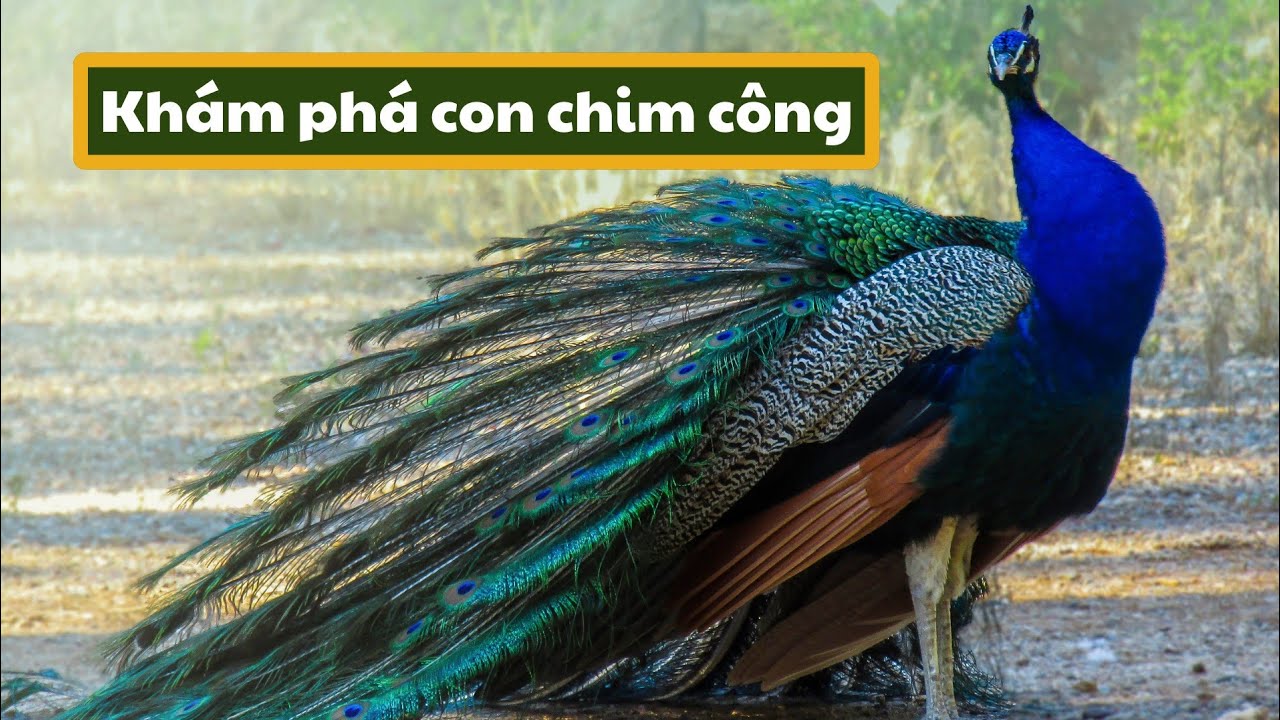 Kh&aacute;m ph&aacute; con chim c&ocirc;ng | Thế giới động vật | Mầm non |  Ch&iacute;ch B&ocirc;ng LALA Kids