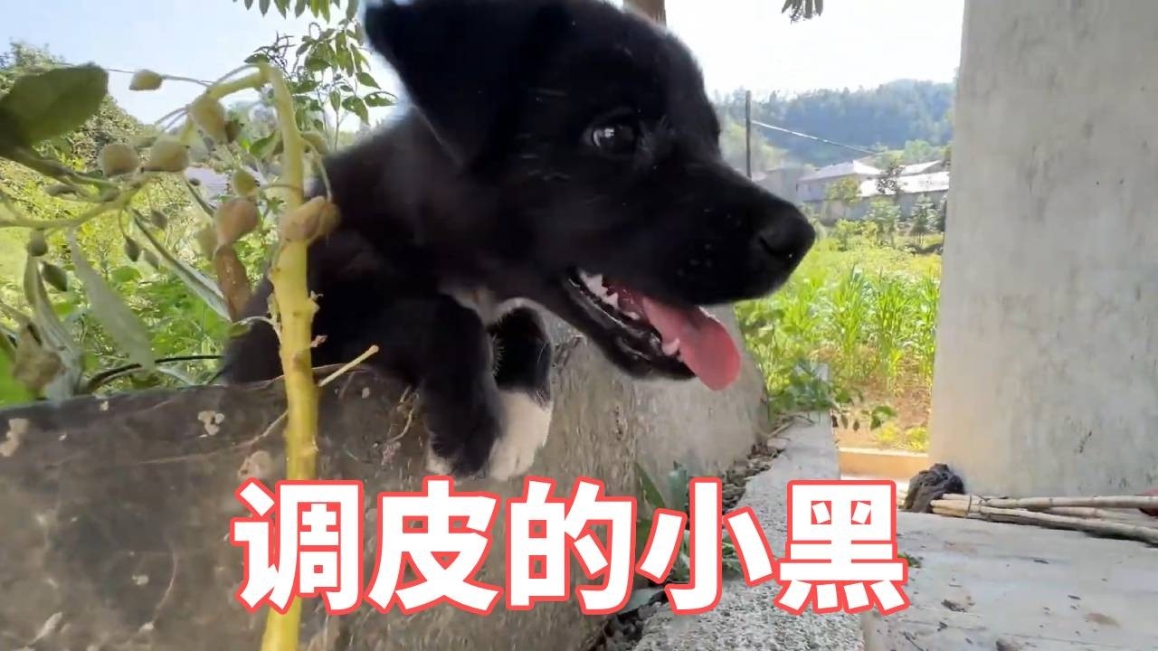 调皮蛋小黑，地方这么大非要和猫咪玩捉迷藏?小猫往菜地里跑一圈就找不到了吧❤️【蒙面鸟哥】