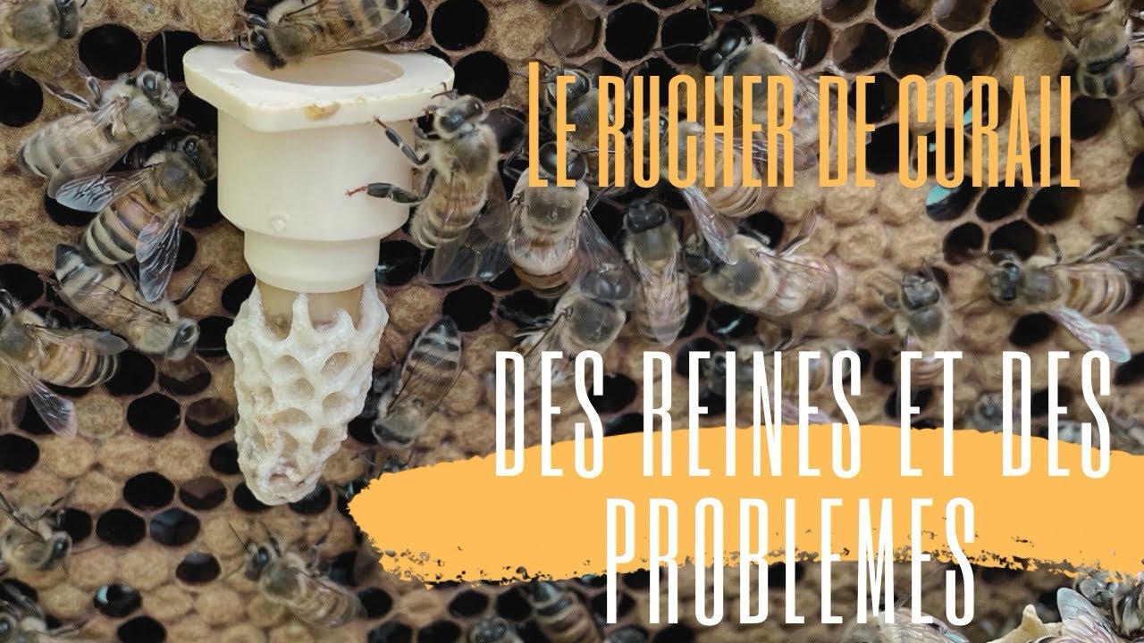 Introduction de reine… et des problèmes !