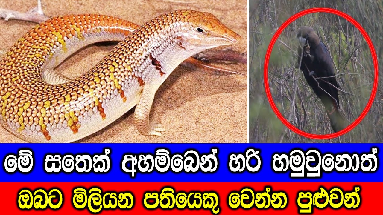මේ සතෙක් අහම්බෙන් හරි හමුවුනොත් ඔබට මිලියන පතියෙකු වෙන්න පුළුවන්. | Here are Most Expensive Animals