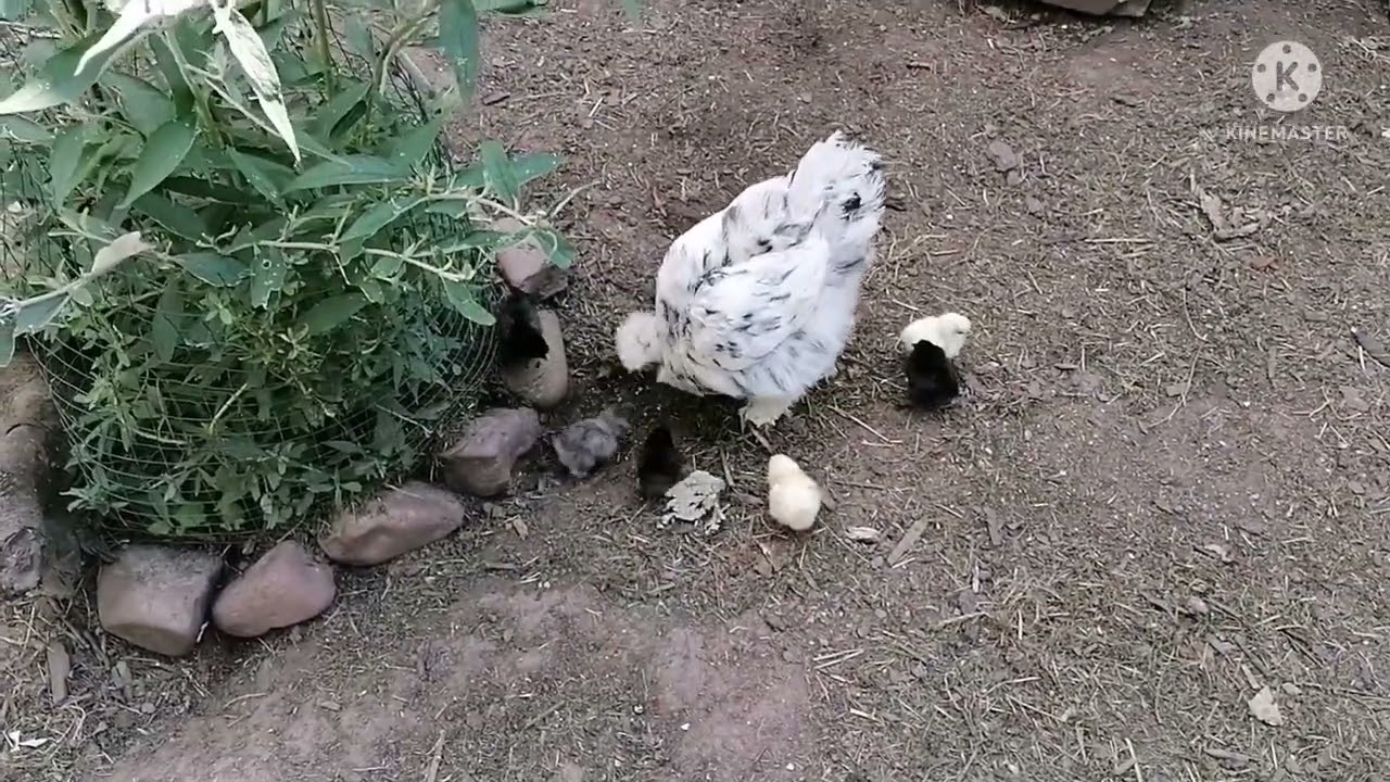 Große Seidenhühner 🐥7 Küken sind da mit 9 Monate alter Glucke