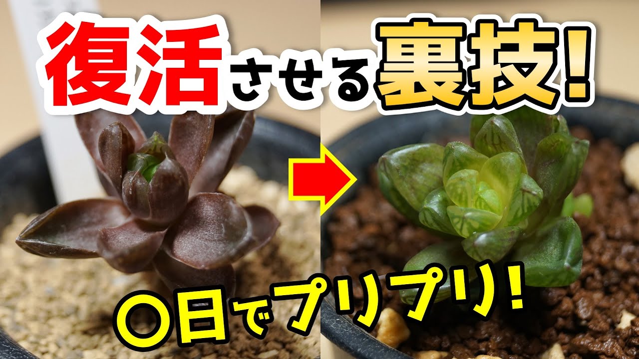 弱った観葉植物を”即復活”させる裏技【多肉植物ハオルチア】