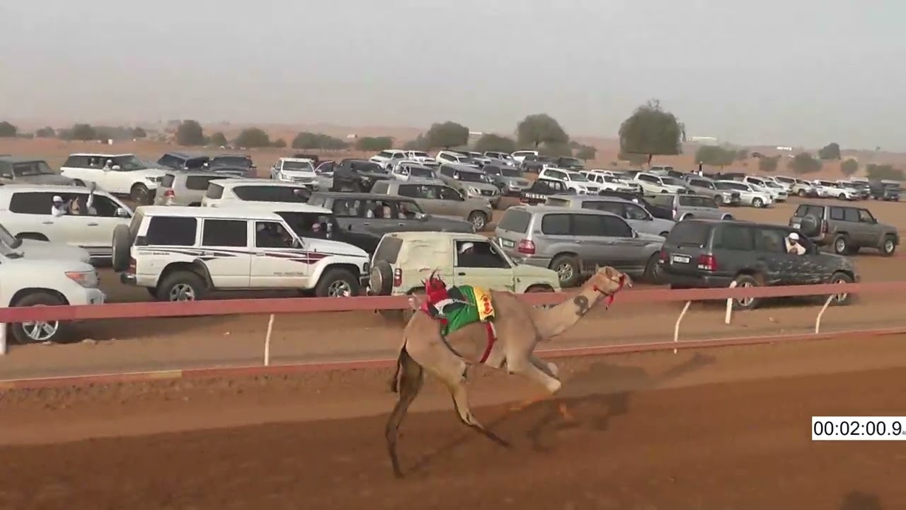 R9 24 12 2023F الشوط (9) تسوى عيوني للسيد/ سعيد جراح سالم الكتبي