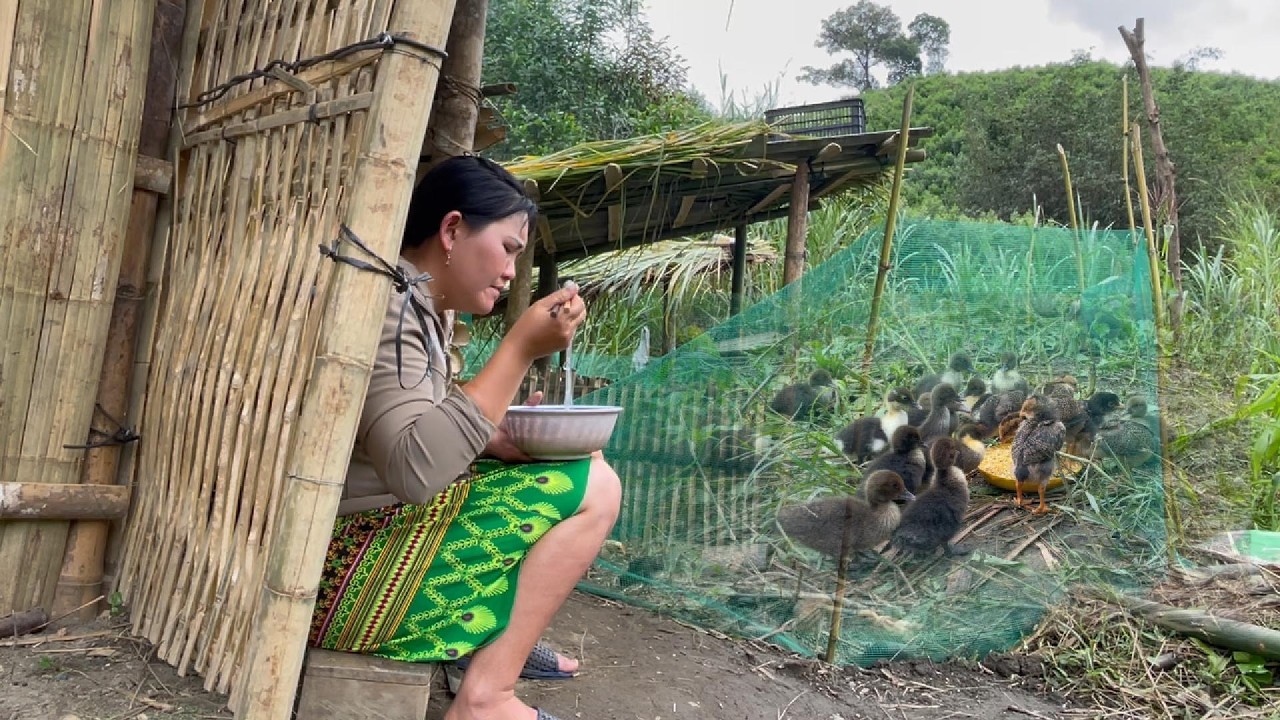 Peaceful Village Life – Day 3 with My Chickens and Ducks in the Forest | Lý Linh Chi
