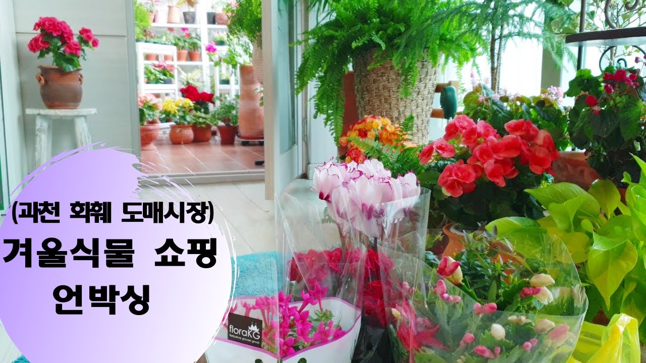 겨울 식물 쇼핑 언박싱 / 과천 화훼도매시장 다녀왔어요 /새로 들인 식물 구경