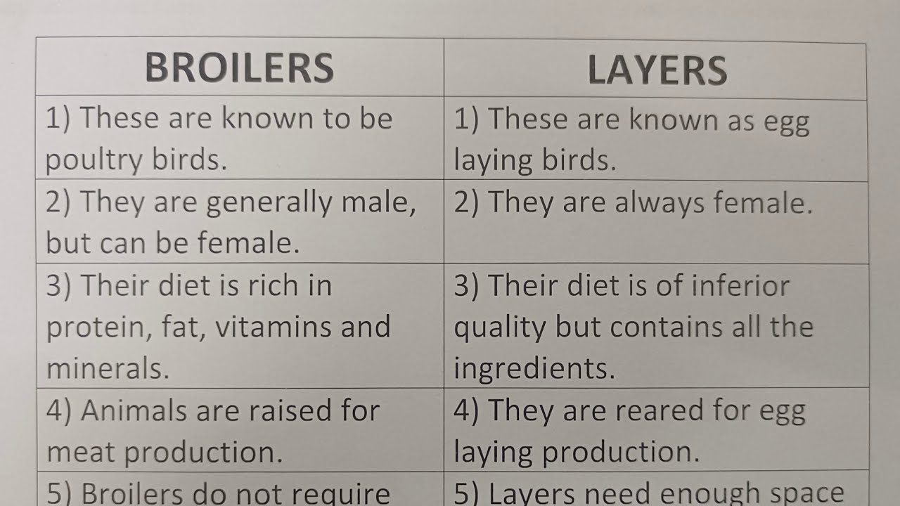 Difference Between Broilers And Layers?-Class Series