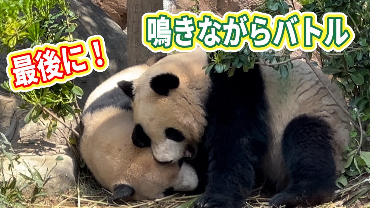 最後のお庭で大バトル❗️シャオくんもレイちゃんも思いっきり暴れな🐼🐼😁　4月14日 ueno zoopanda