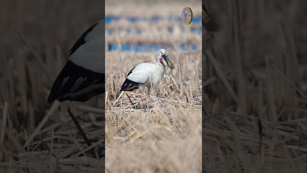 #birdlife #birds #birdwatching #birdphotography #birdlovers