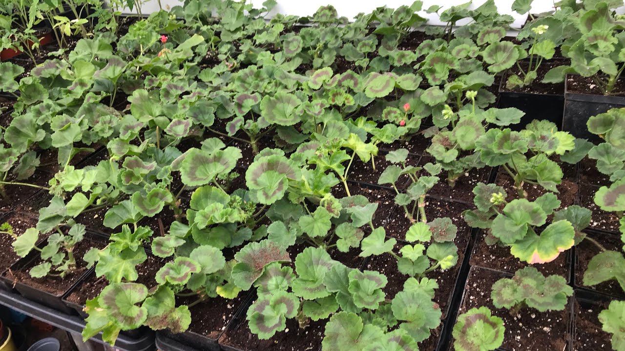 Jak rozmnażać pelargonie. Pokazuję  sposob pozyskania nowych sadzonek pelargonii