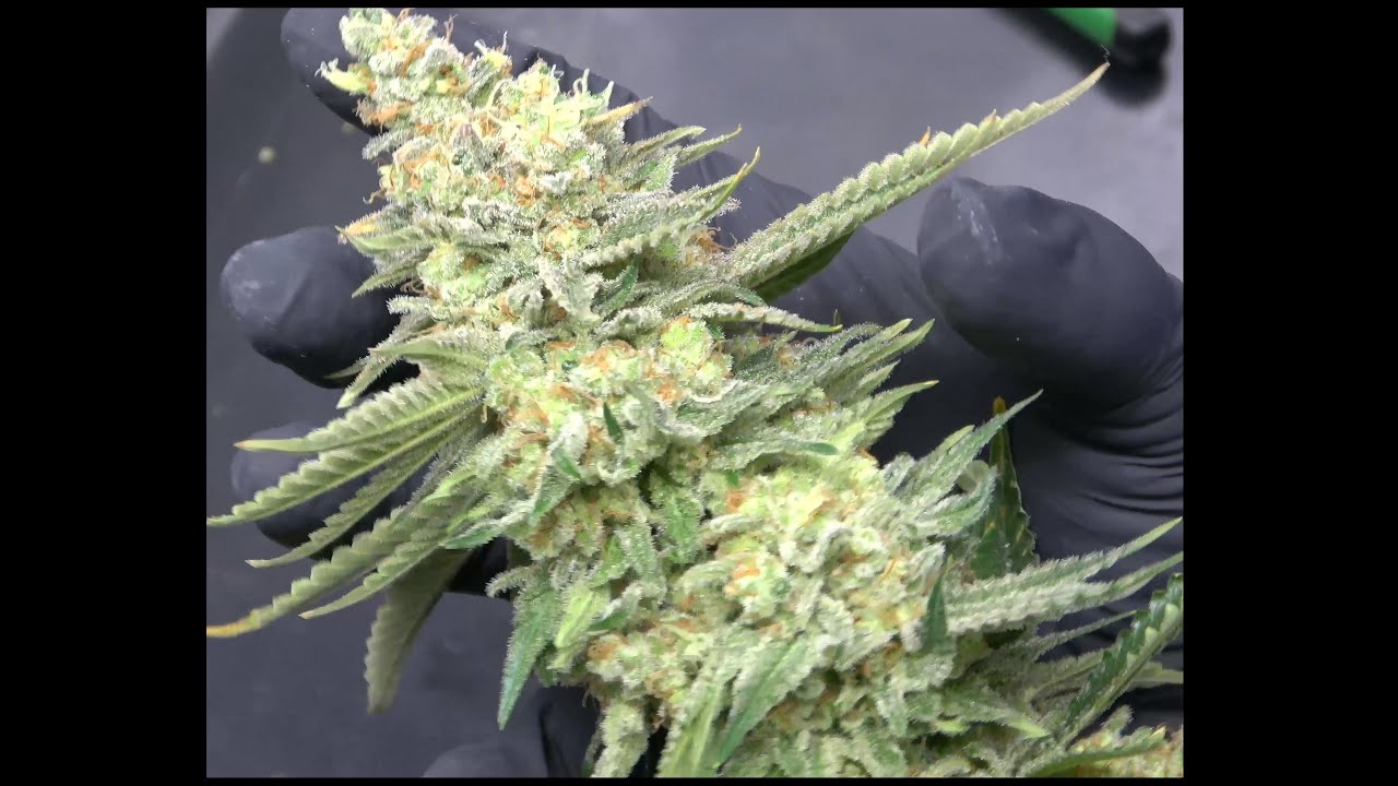 Harvest!!! Nice Big Buds!!!