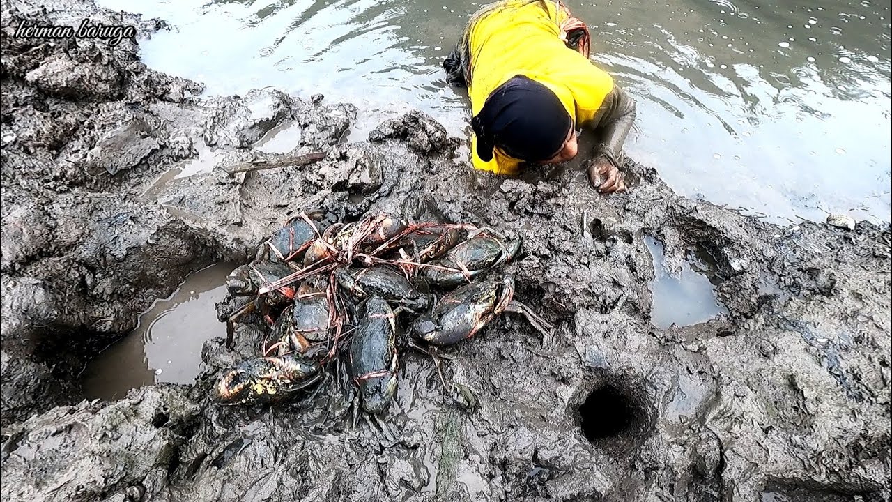 BERBURU KETAM NIPAH DI DALAM LUBANG TANAH