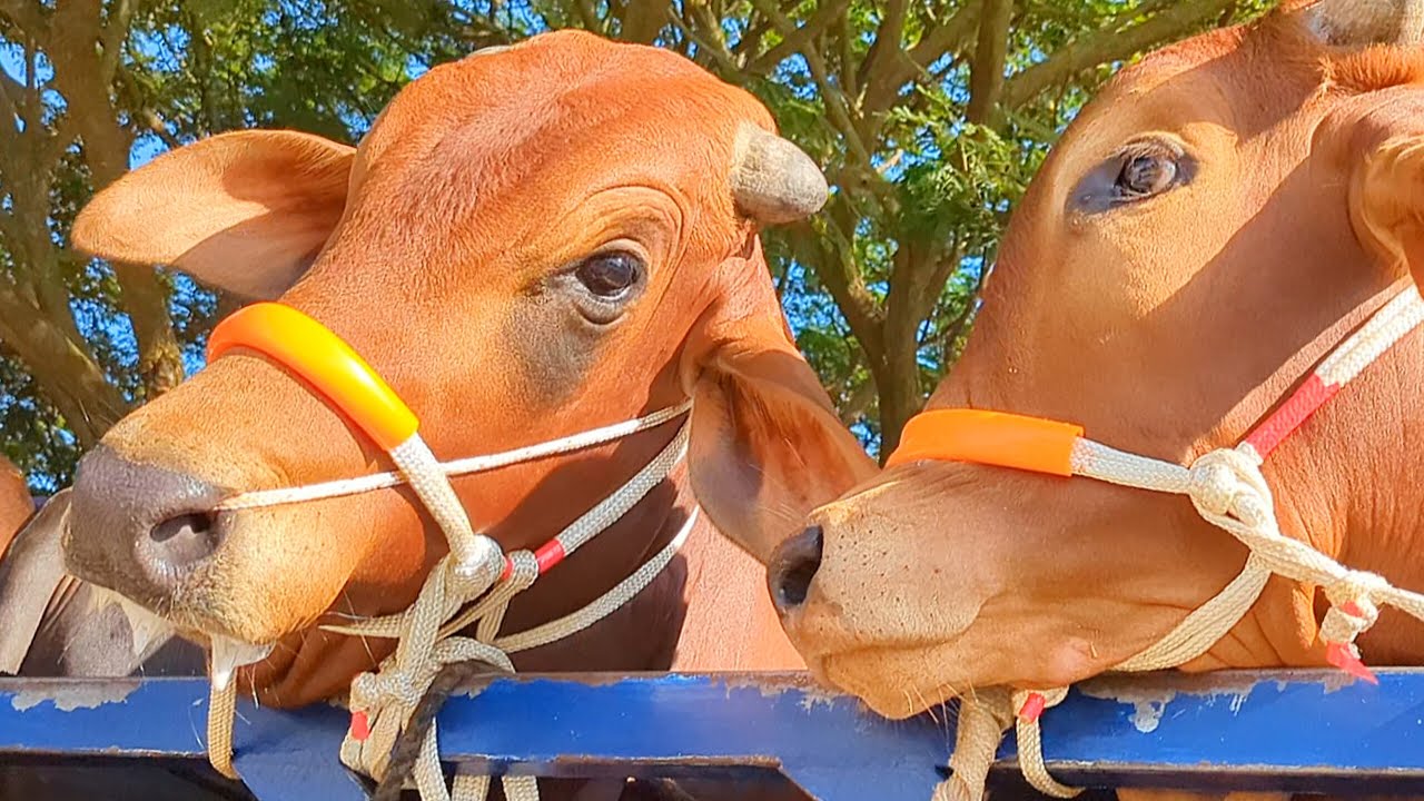 cow unloading, cow videos, cow video, animal, big cow, goru hamba cow, Ep-16