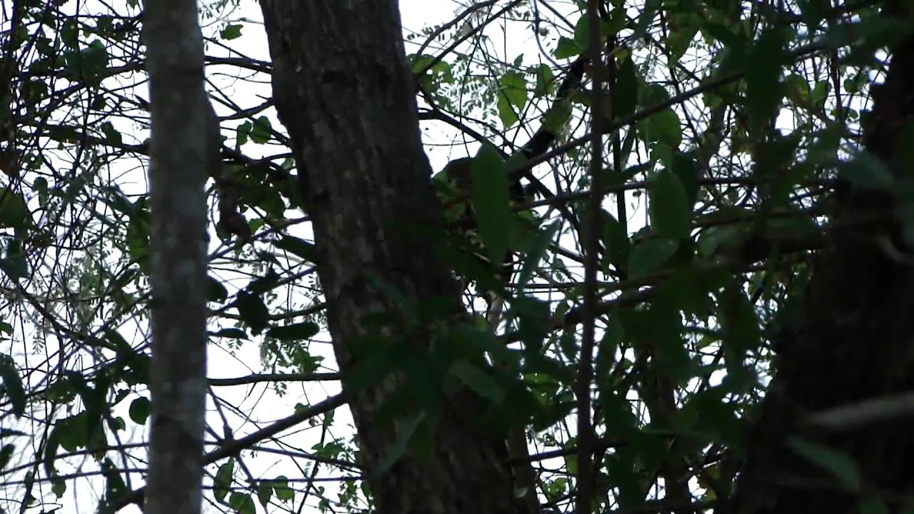 Monkey Business in Barra Honda Park, Costa Rica