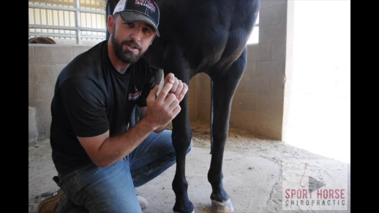 Do Horses Actually Have Knees?