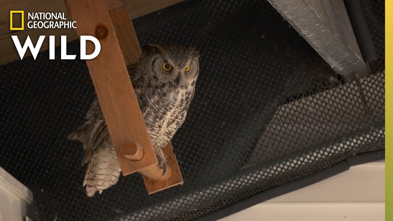 Taiger the Great Horned Owl | Alaska Animal Rescue