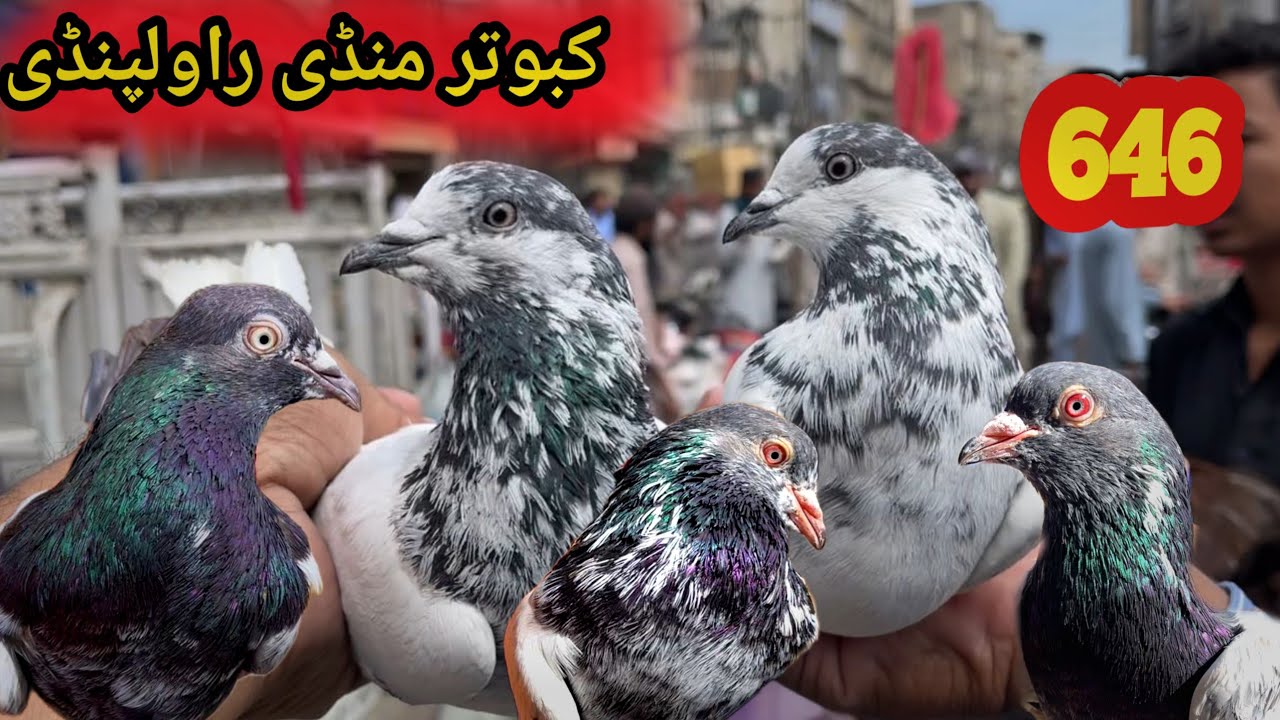 646 | Kabootar Mandi Rawalpindi | Today 14/3/2026 Latest Update High Flyer Pigeon Market Price 