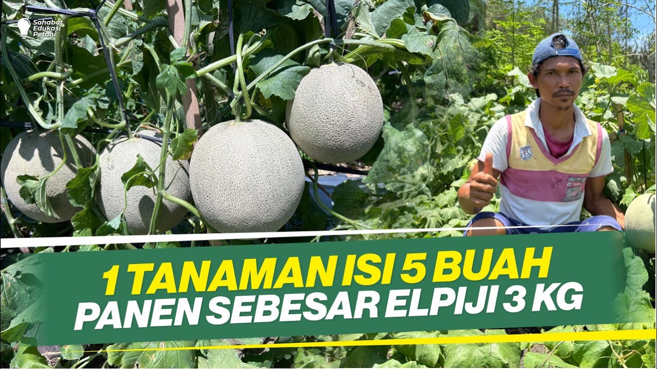 BOBOT 1 BUAH BISA 4 KG‼ BUDIDAYA MELON DILAHAN PESISIR‼