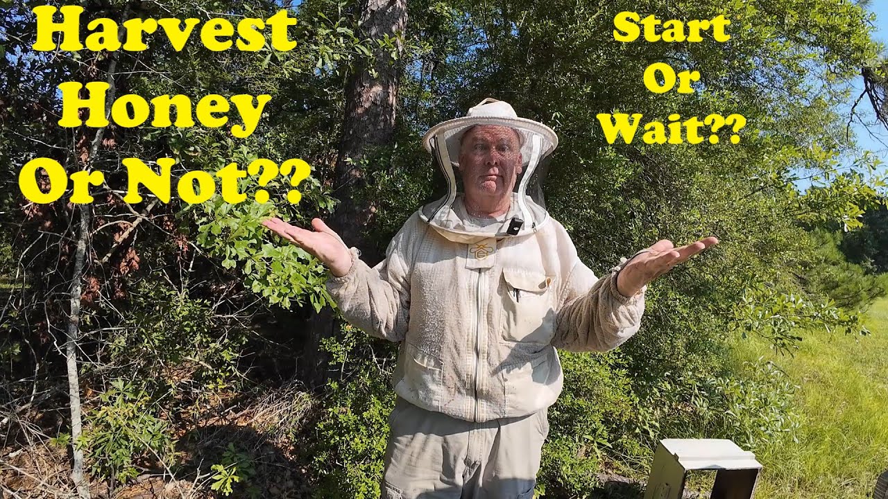 To Harvest Honey, Or Not To Harvest | Variables in Beekeeping