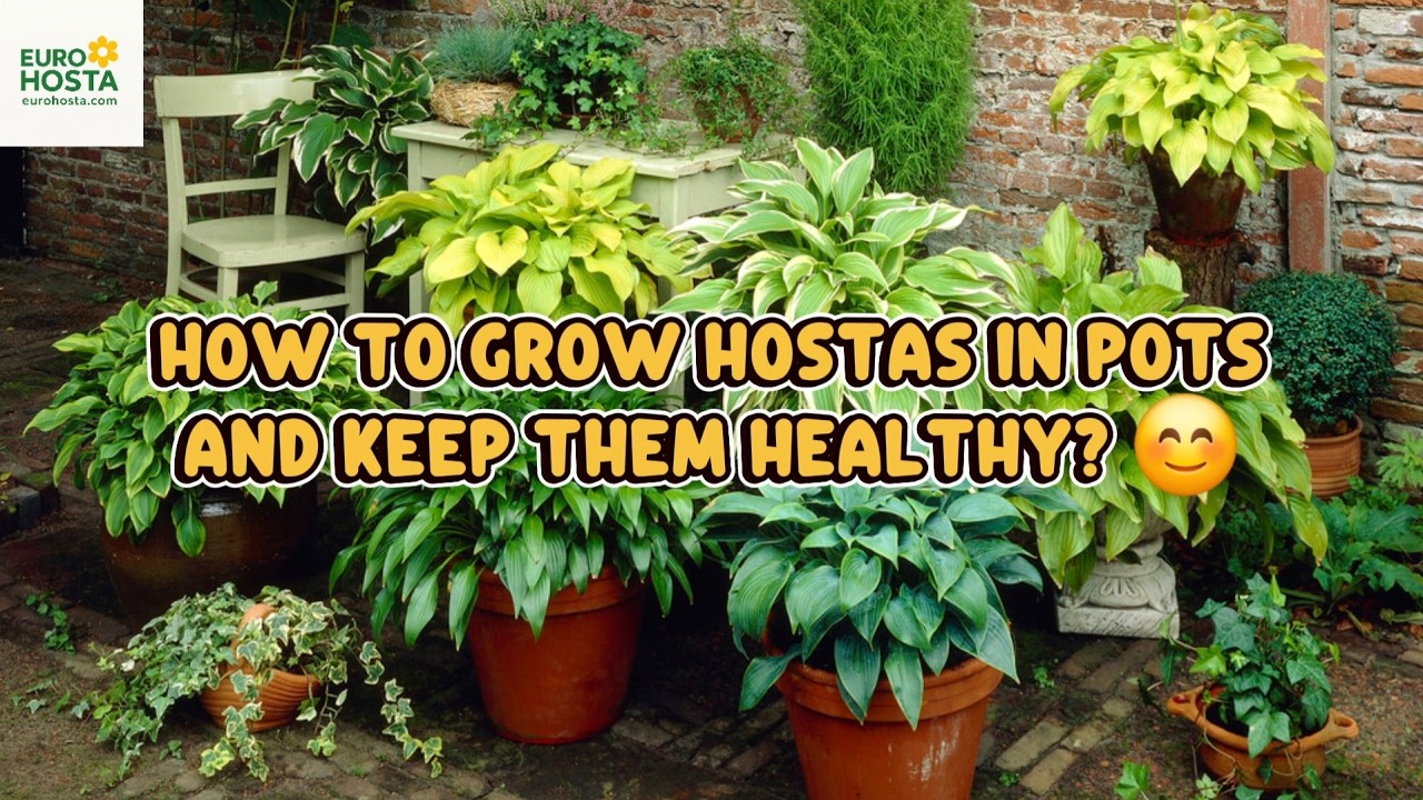 Hostas in pots - helpful solution