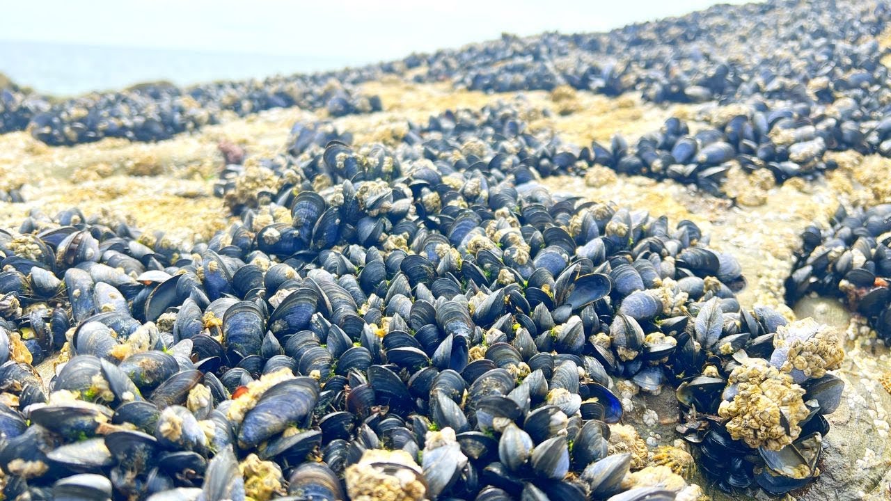 Summer Coastal Foraging - Mussels, Prawns, Bass - Catch and Cook