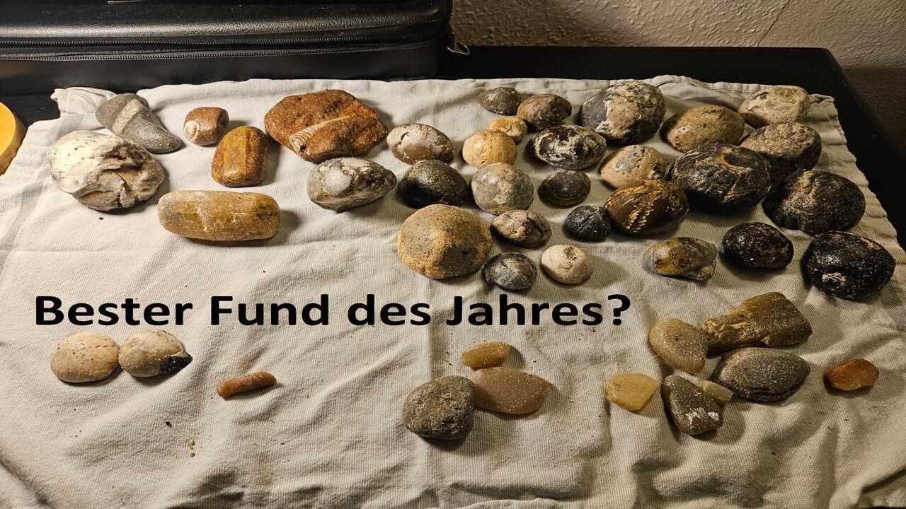 Fossilien der Ostsee (2) Der beste Fund des Jahres ?