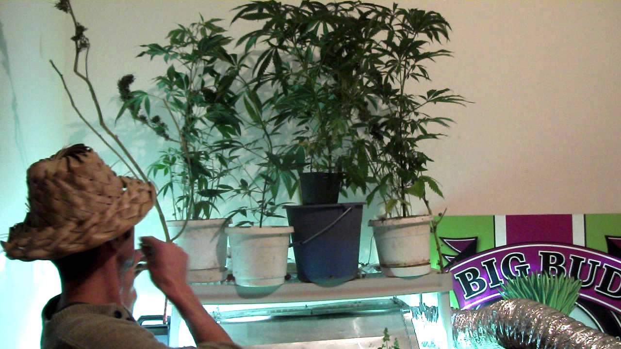 Ganja Creator TV Episode 008:Arjan Haze Eat 30 Grams.