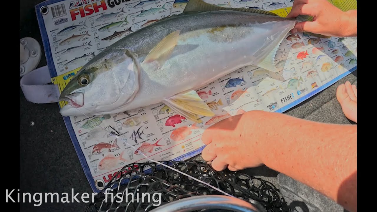 How to catch Kingfish  and squid in the Port Hacking