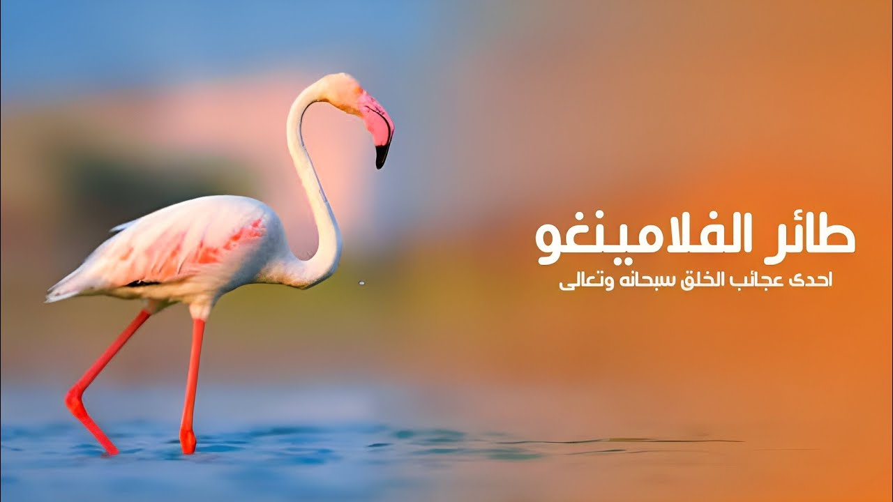 طائر الفلامينغو إحدى عجائب خلق الله سبحانه وتعالى | كويست عربية Quest Arabiya