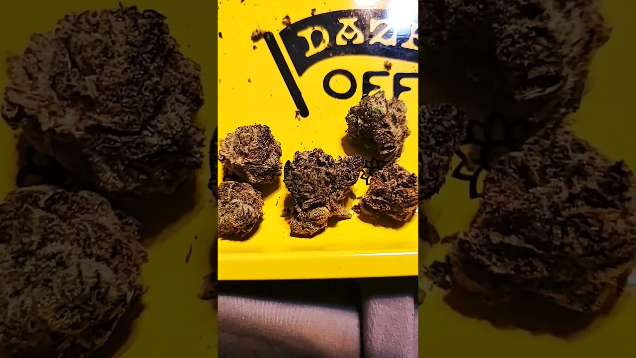JEALOUSY THIN MINTZ by 93 BOYZ! Full Review up now, link is below in the description