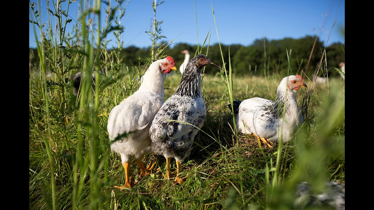 Grasgevoerde vrije kippen, schapen en ganzen @Boereninhetbos