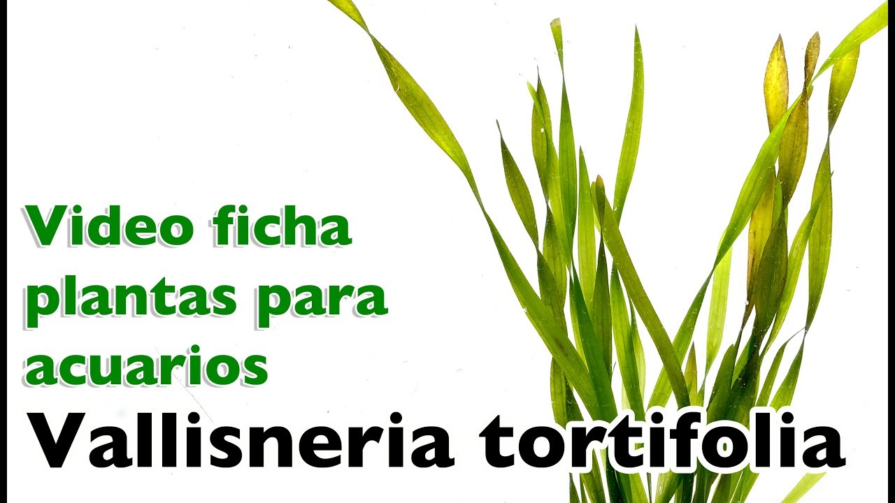 Vallisneria tortifolia - video fichas sobre plantas para acuarios