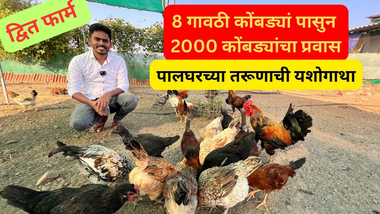 गावठी कोंबड्यांचे कुकूट पालन | पालघरच्या तरुणाची यशोगाथा