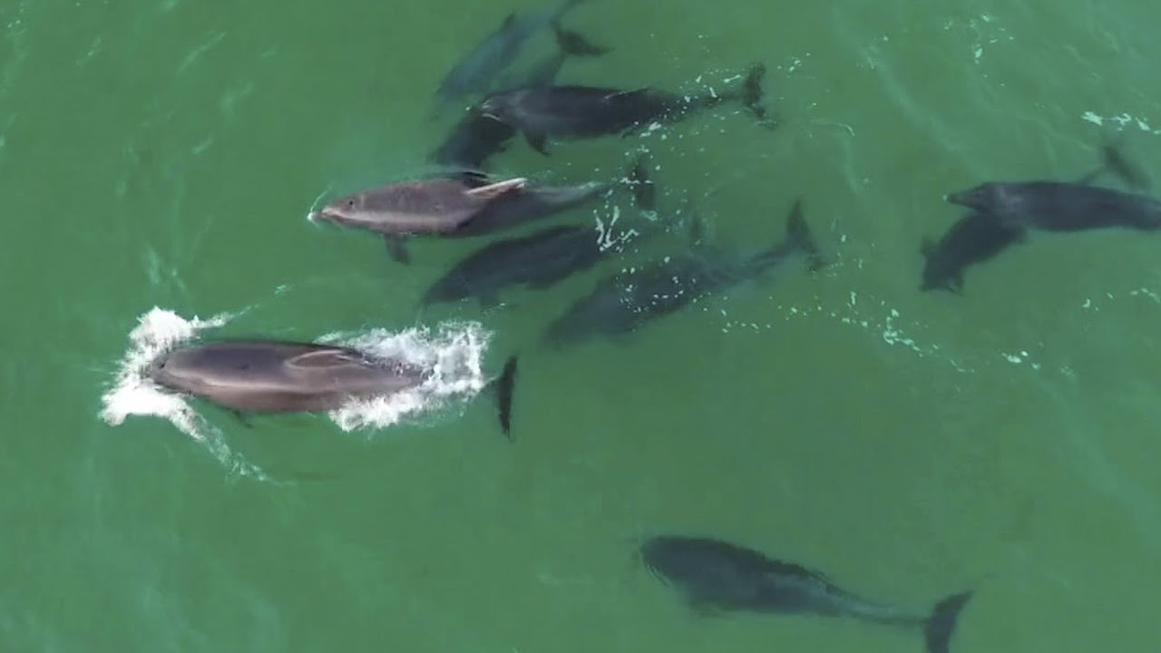 Drone Footage Captures About 60 Dolphins in Bay in Ireland