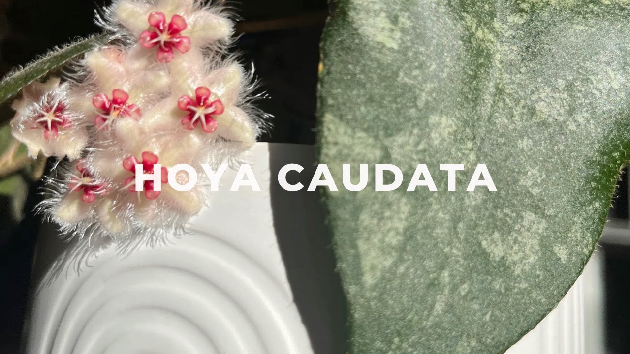 Hoya Caudata Care and Flowers