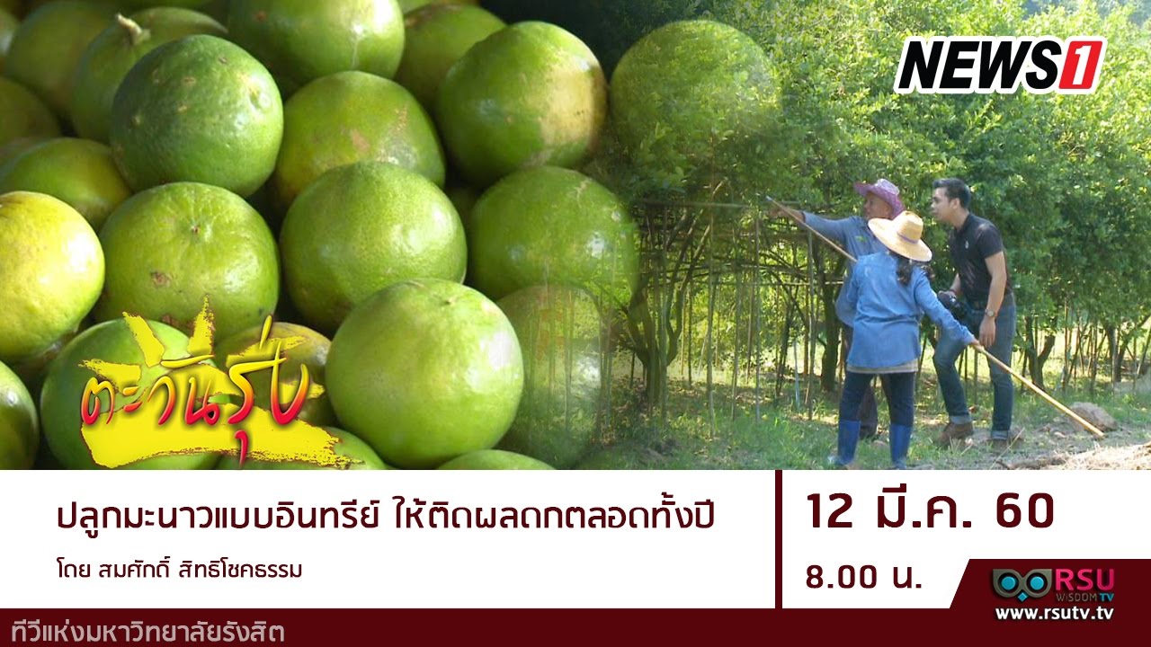 ตะวันรุ่ง : คุณสมศักดิ์ สิทธิโชคธรรม แนะวิธีปลูกมะนาวแบบอินทรีย์ ให้ติดผลดกตลอดปี