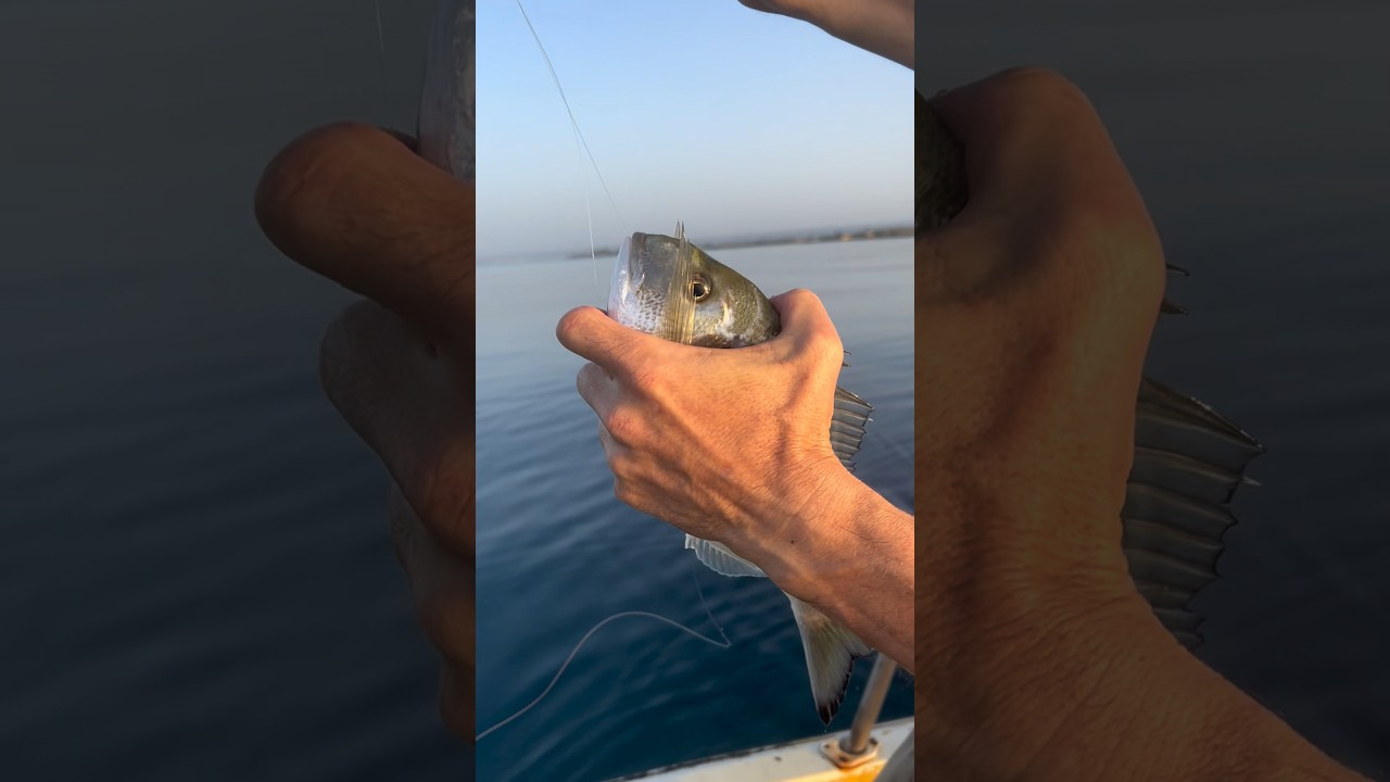 Quattro pesci diversi con il palamito 🐟 🐠 