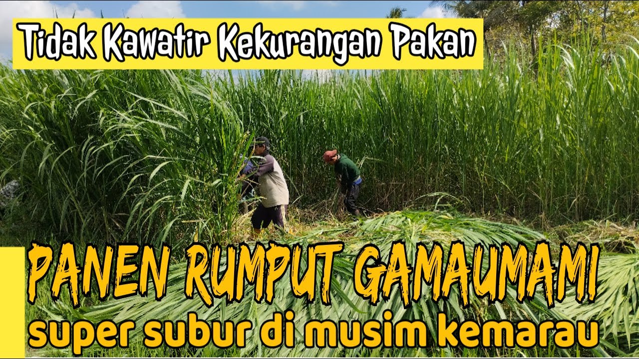 Panen Rumput Gamaumami Super Subur Di Musim Kemarau