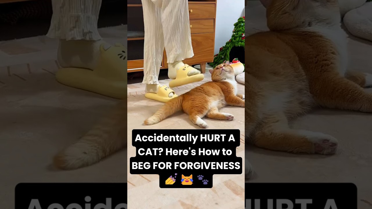 ACCIDENTALLY HURT A CAT? Here's HOW to BEG for forgiveness 🙏🐾🧎‍♂️"