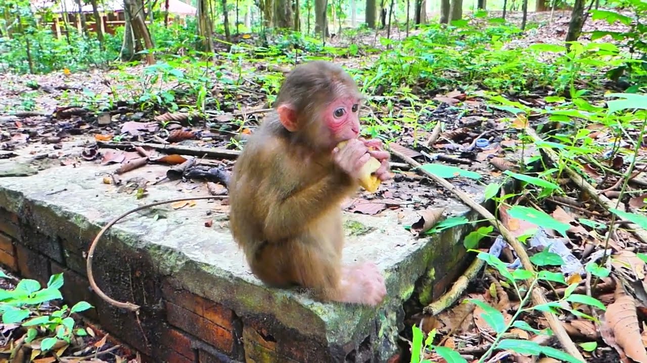 Adorable moment Baila tears up in anger & kisses monkey Jenny | Mollie takes hold of her banana. 🍌🐒