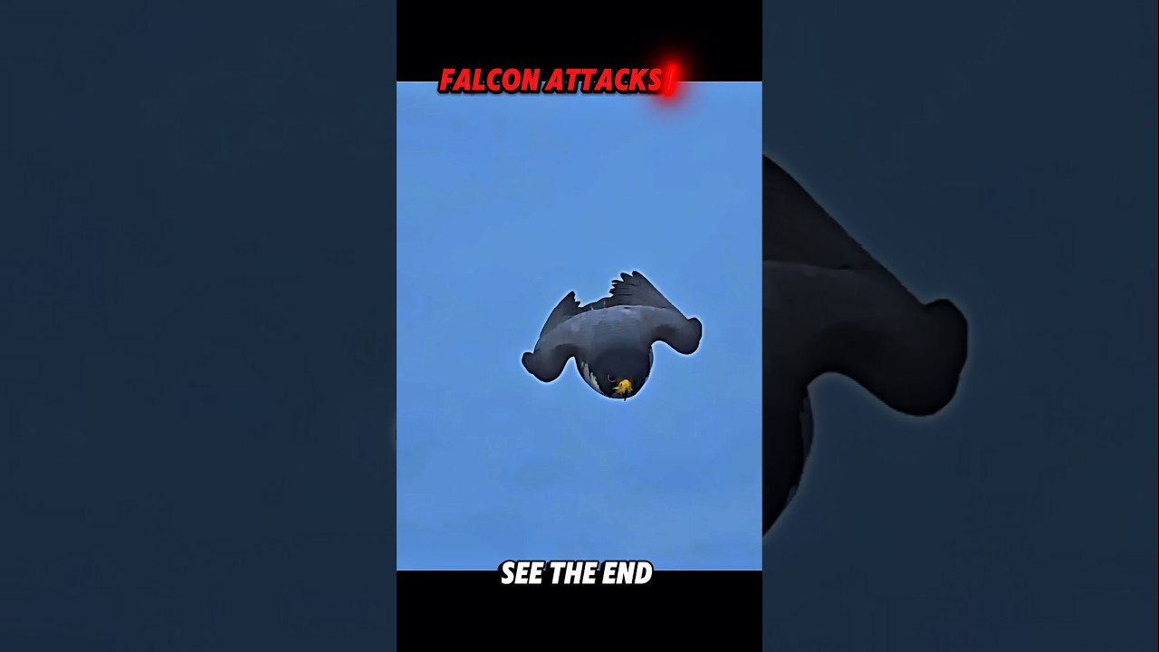Golden Eagle vs Falcon #trending #animals #wildlife #birds #shorts #youtube #falcon #eagle