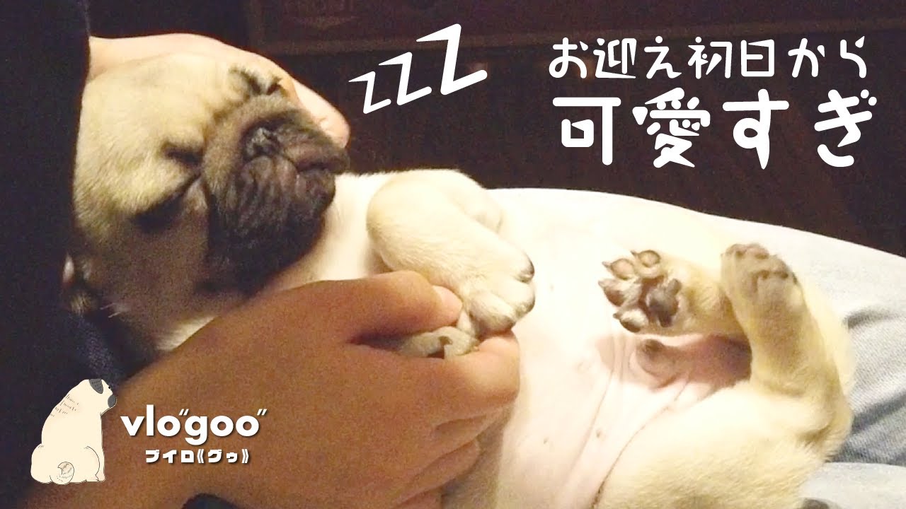 【子犬】初めて家にきた赤ちゃんパグがふてぶてしくて可愛すぎた