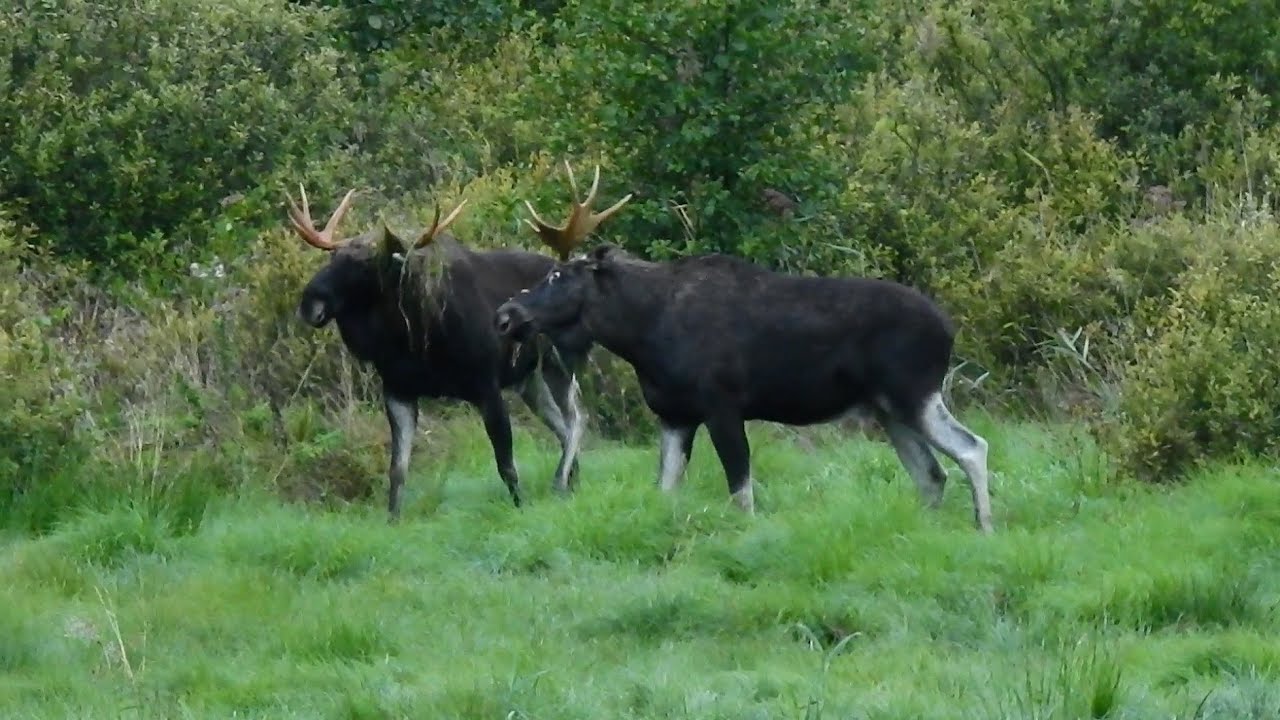 Bukowisko w Rykowisko. Walka Łosi. Sędzią miał być dzik ;D