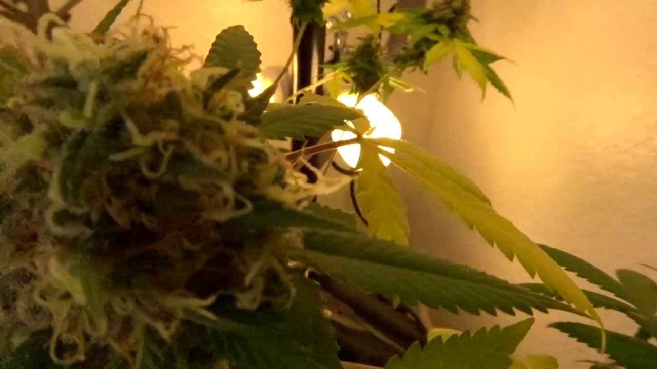 🌲CFL grow - MBK4 - 113 days
