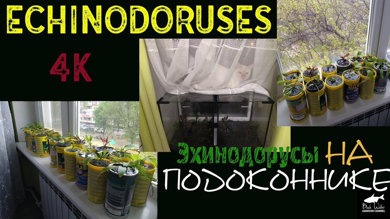Эхинодорусы На Подоконнике (25 Видов). Очень Просто!
