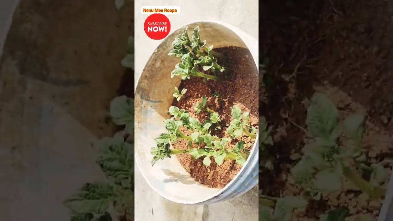 Organic Potato harvest experiment at first time in my garden 