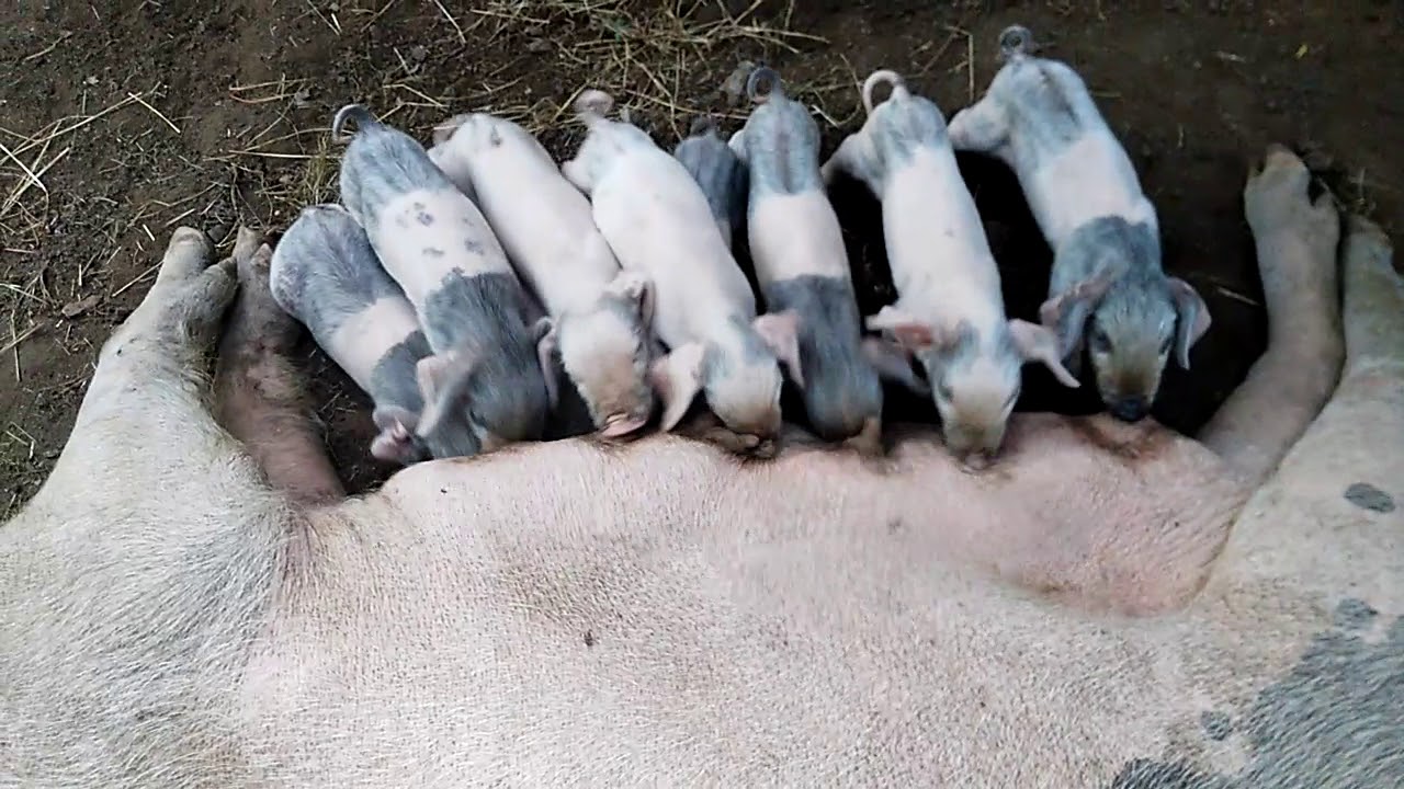 Cerdo Asturcelta