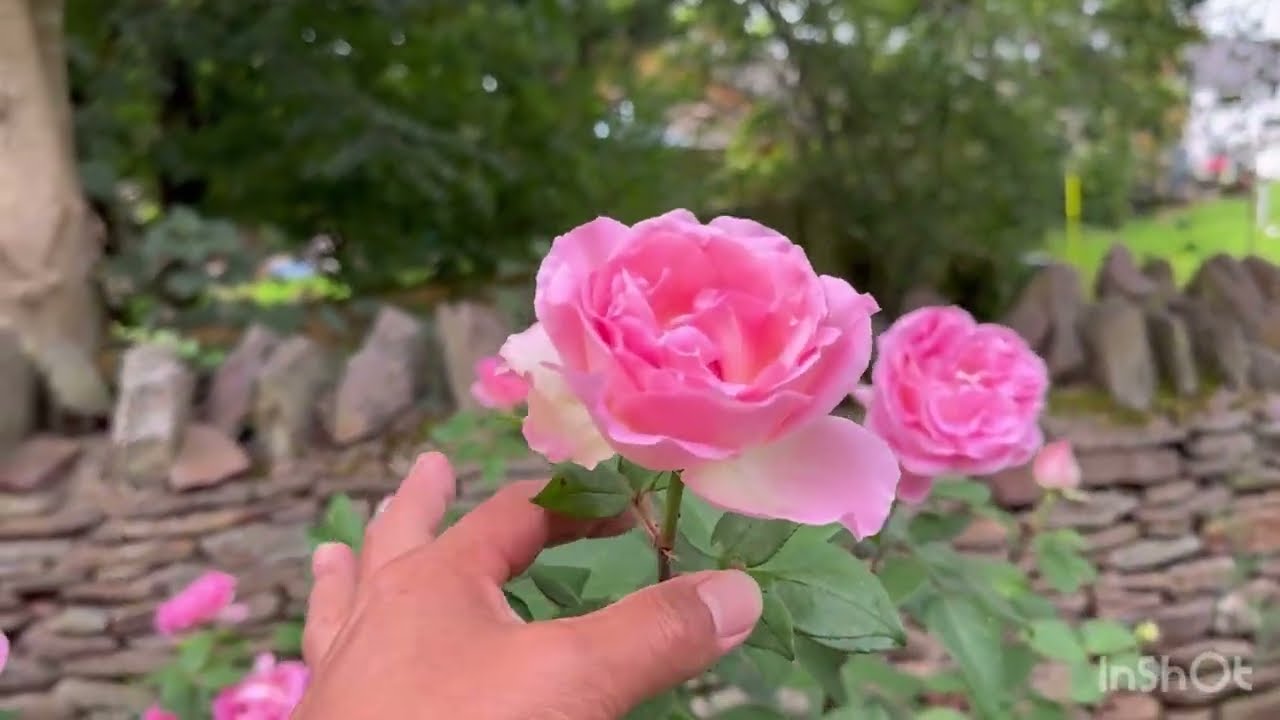David Austin roses for partially shaded-garden