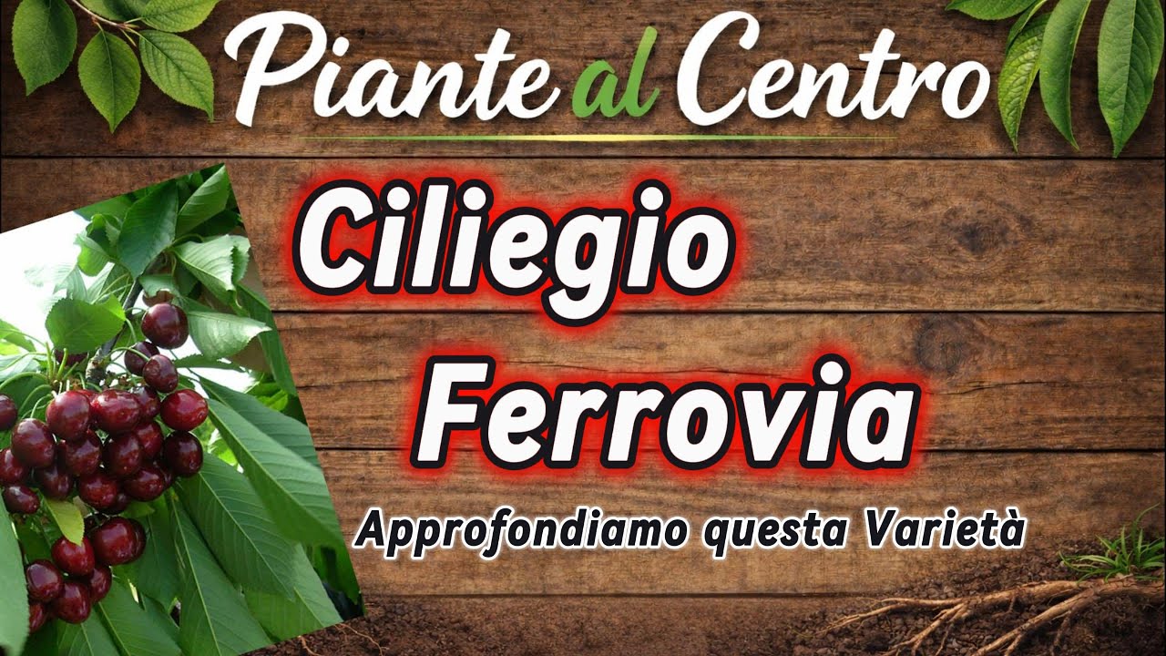 Ciliegio Ferrovia, Approfondiamo questa varietà! (Video con audio migliorato)