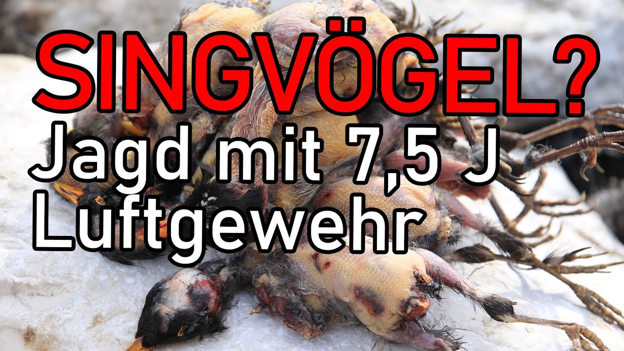 Singv&ouml;gel essen? - Jagen mit dem freien Luftgewehr? Teil 3 &ndash; Innenballistik, Geschosse und Erlegen